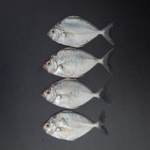 Fresh Mullan Fish Small 500 g